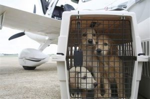 Paw and a prayer: Pilots save shelter animals 