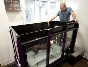 Pets-Treadmills