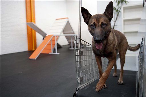 Pets-Treadmills
