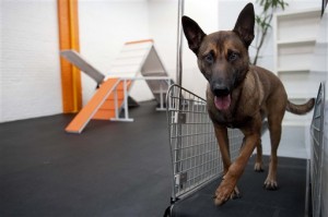 Pets-Treadmills