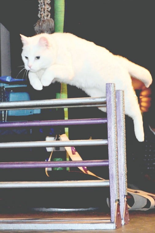 The Amazing Acro-Cats