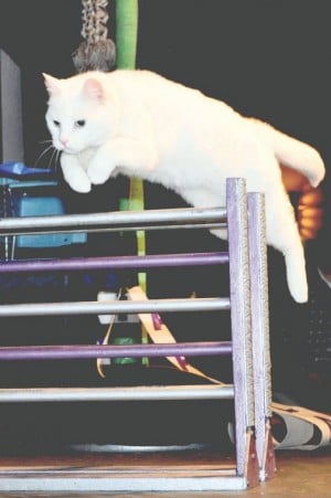 The Amazing Acro-Cats