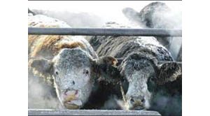 ‘Mad cow’ changes global cattle industry 
