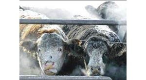 ‘Mad cow’ changes global cattle industry 