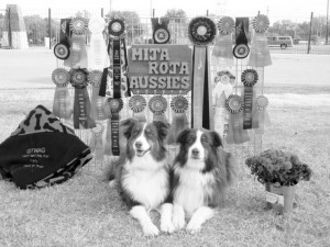 Australian Shepherd Nationals in Texas