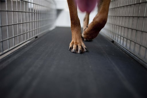 Pets-Treadmills