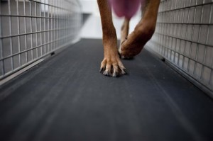 Pets-Treadmills