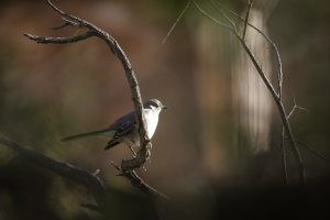 bird watching