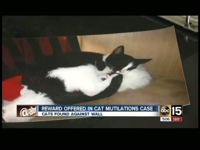 $2,500 reward offered in case of mutilated Mesa cats