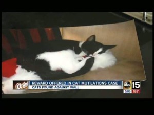 $2,500 reward offered in case of mutilated Mesa cats