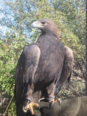 Golden eagle