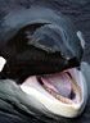 Movie star whale Keiko dies of pneumonia 