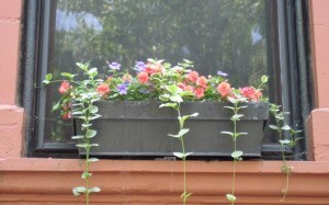 Window box design: Color, repetition, shape 