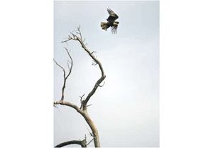 Environmental organizations fight for eagles 