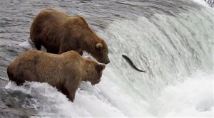 Bear Cam