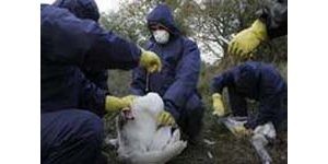 Russia reports bird flu cases 