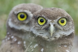 Burrowing Owls