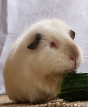Guinea pigs