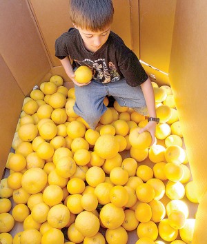 Citrus