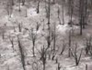 This year's wildfire season could be even worse 