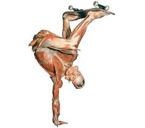 Body show: Science or hoopla? 