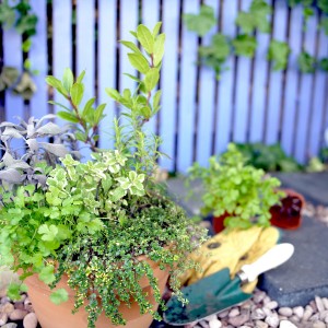 Herbs