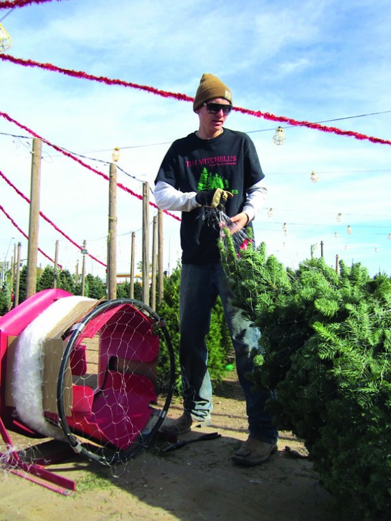 Tim Mitchell Christmas Trees