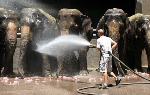 Ringling Bros. and Barnum and Bailey Circus