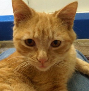 Pet of the Week: Rocky