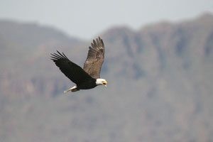 Eagles continue to flourish in desert 