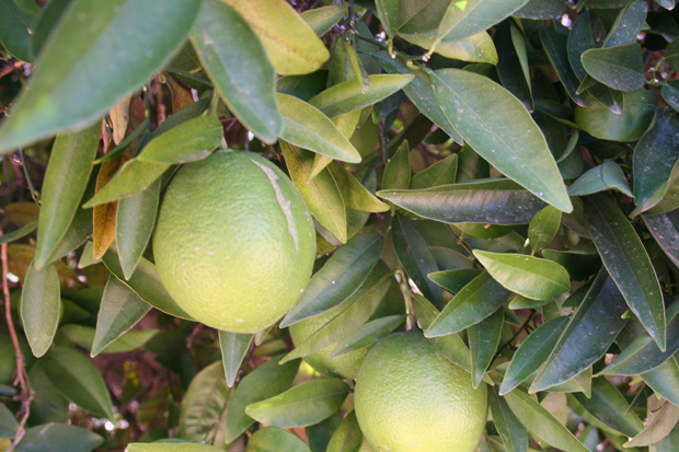 CITRUS
