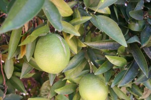 CITRUS