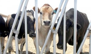 Superstition Farm