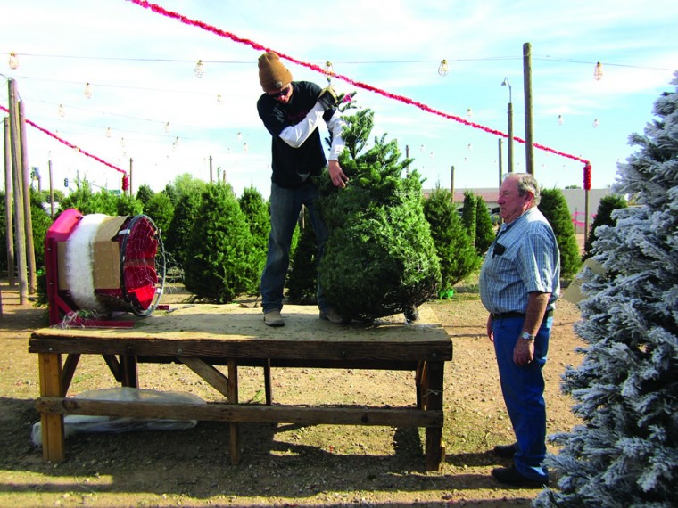 Tim Mitchell Christmas Trees