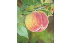 East Valley growers tout this year's peach crop 