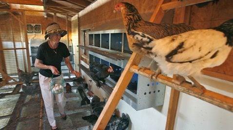 Tour spotlights urban chicken farming 