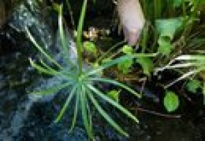 Plant of the week: Dwarf papyrus 