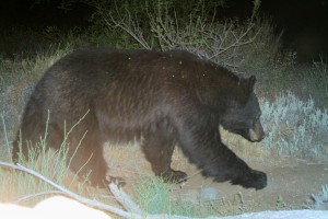 Black bears