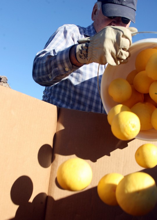 Volunteers pick citrus