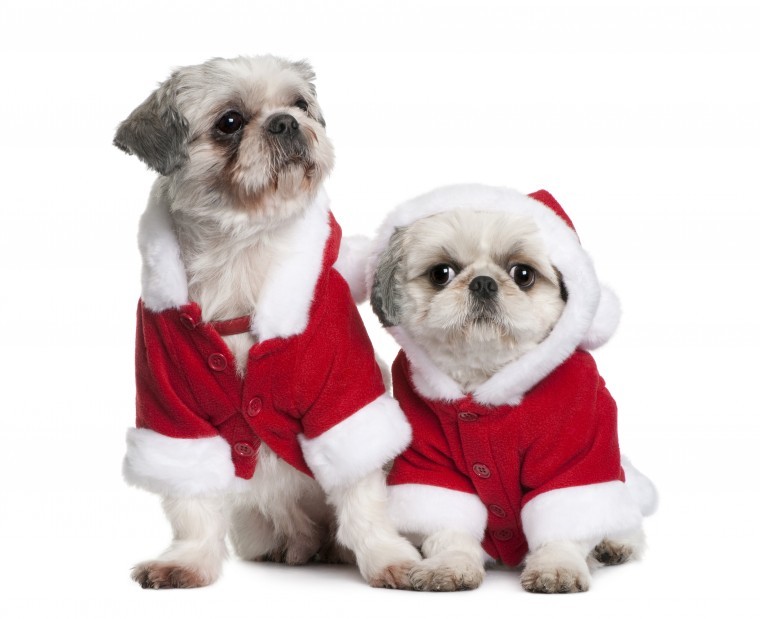 Puppies