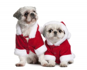 Puppies