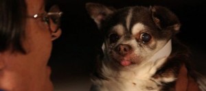 Dogs rescued in Tucson make Valley debut 