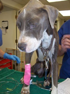 Abandoned dogs rescued from Phoenix home 