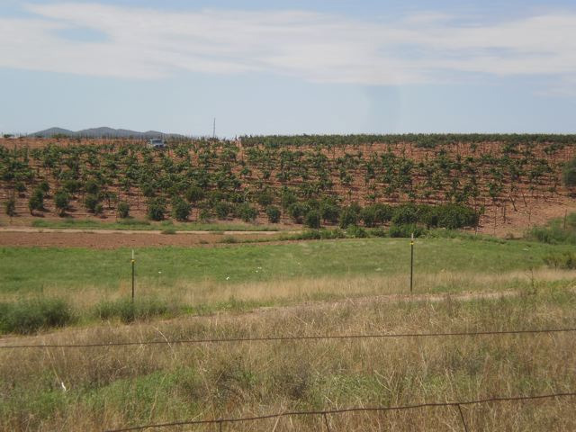 SonoitaVineyard