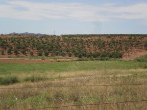 SonoitaVineyard