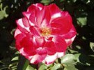 It's time to fertilize the new crop of roses 