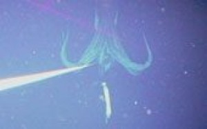 Giant squid photographed for first time 