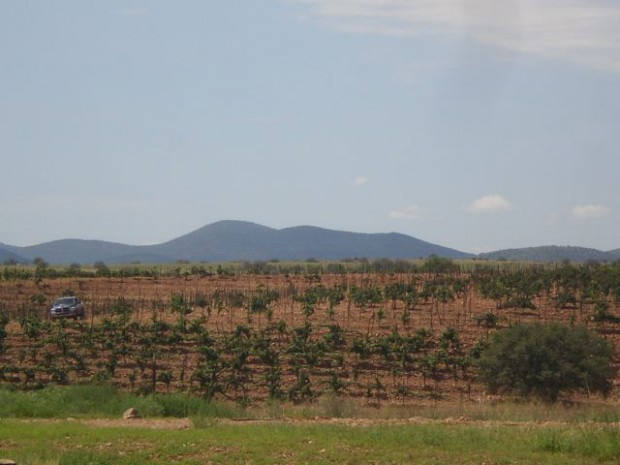 Sonoita Vineyards