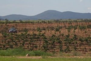 Sonoita Vineyards
