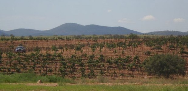 Head south to Sonoita-Elgin wine region for a taste of Arizona